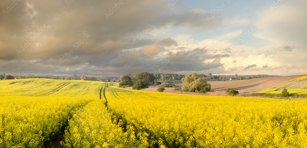 Obraz premium field in the spring 