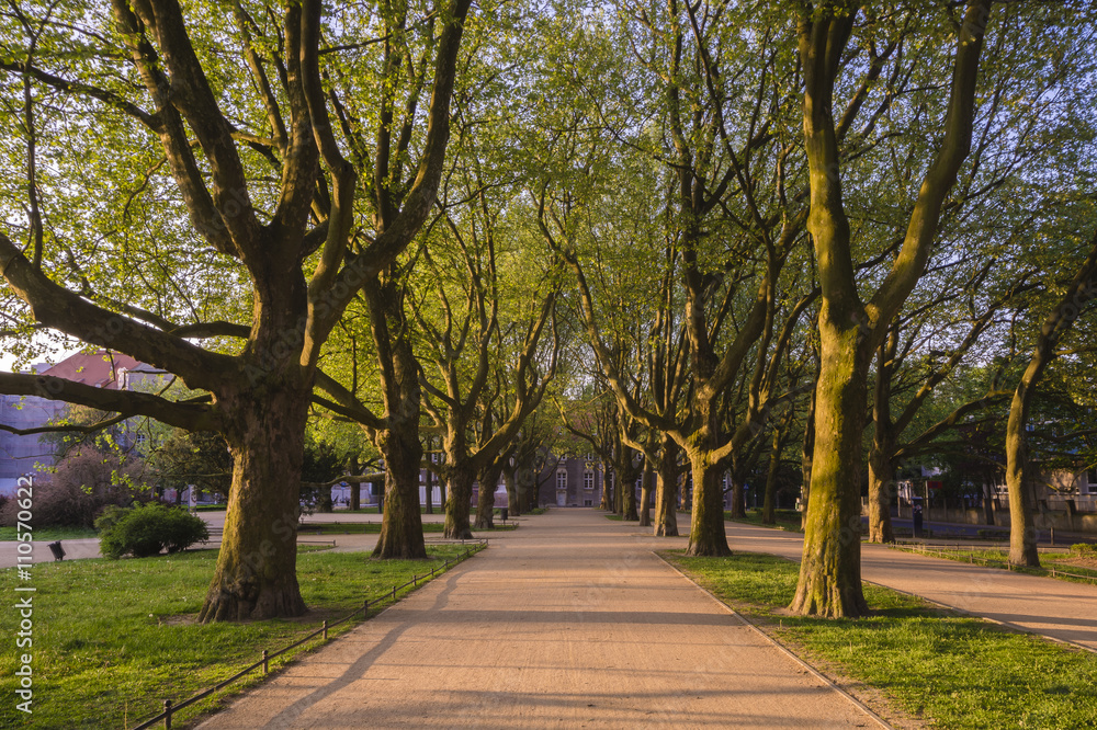 venue of plane trees in the spring in city park
