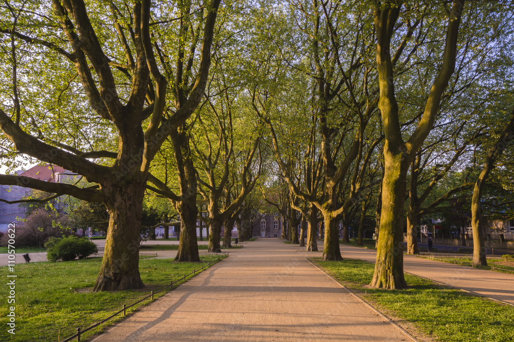 venue of plane trees in the spring in city park
venue of plane trees in the spring in city park