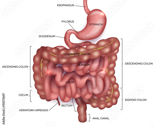 Gastrointestinal tract. Stomach, small intestine and colon. Beautiful bright illustration.
