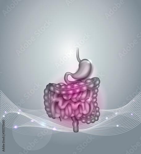 Gastrointestinal tract. Stomach, small intestine and colon. Beautiful bright illustration.
