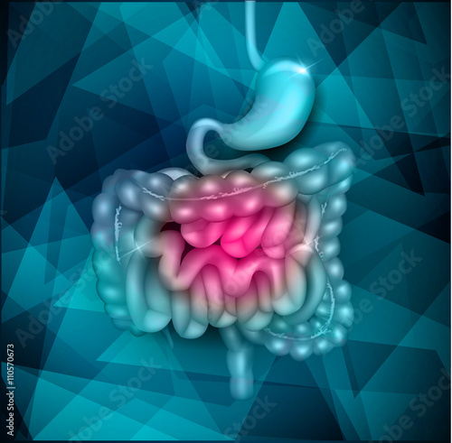 Gastrointestinal tract. Stomach, small intestine and colon. Beautiful bright illustration.