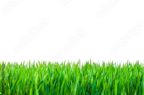 Green grass isolated on white 