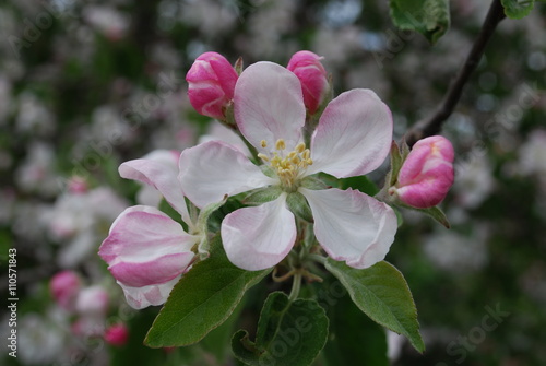 Apple branch blooming  white flowers  pink buds. Springtime.