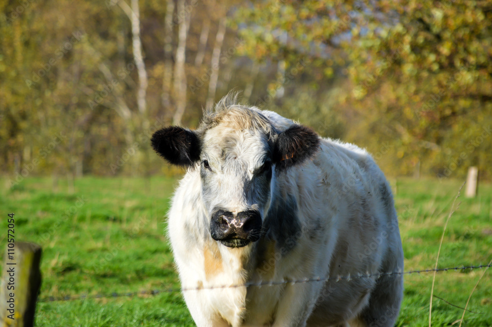 Obraz premium Milk cow standing on green grass with autumn colored trees in the background