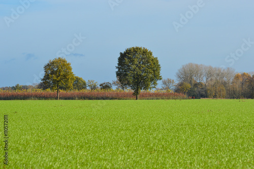 Fresh green grass field landscape with trees and plants in the far distance © johanf