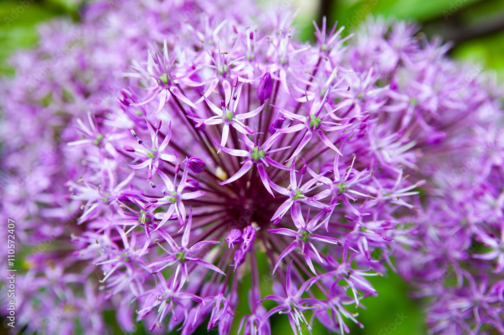 purple bright flowers purple bright flowers