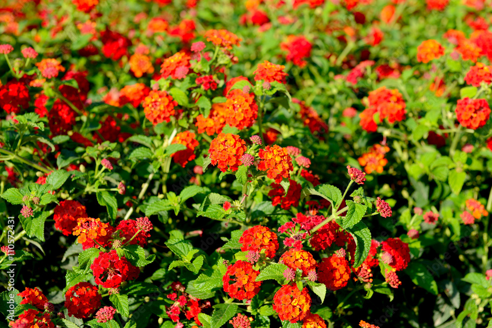 Multi-colored Lantana flowers with buds