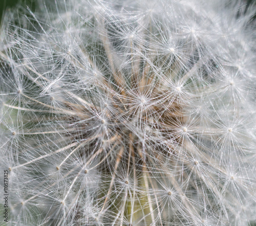 Closeup of dandelion on nature background