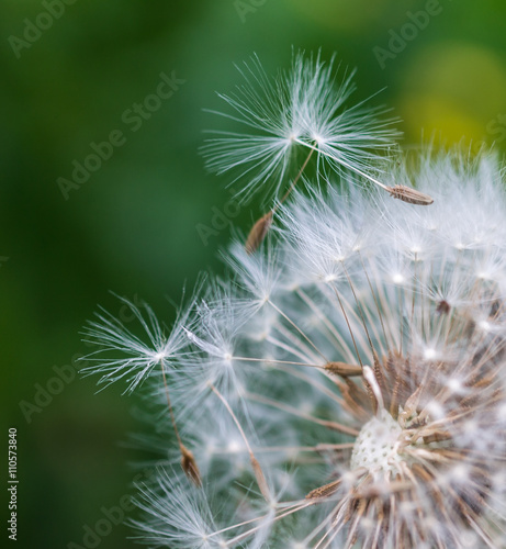 Closeup of dandelion