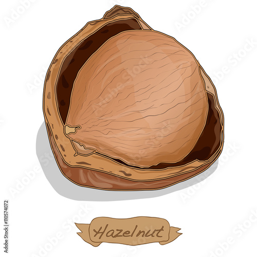 Hazelnut vector isolated