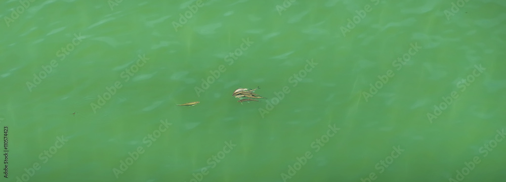 freshwater fish in the lake with turquoise water beautiful colorful background freshwater fish in the lake with turquoise water beautiful colorful background