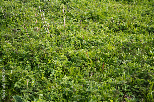 Grass and ground cover in a field
