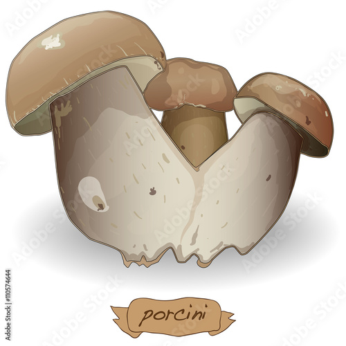 Walnut vector isolated