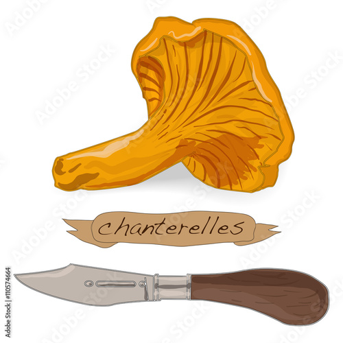 Yellow chanterelle vector isolated