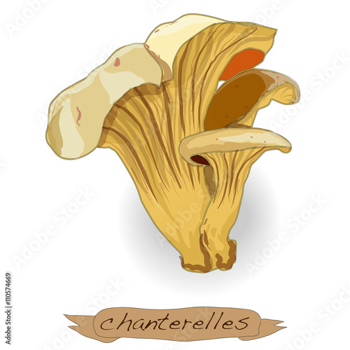 Yellow chanterelle vector isolated
