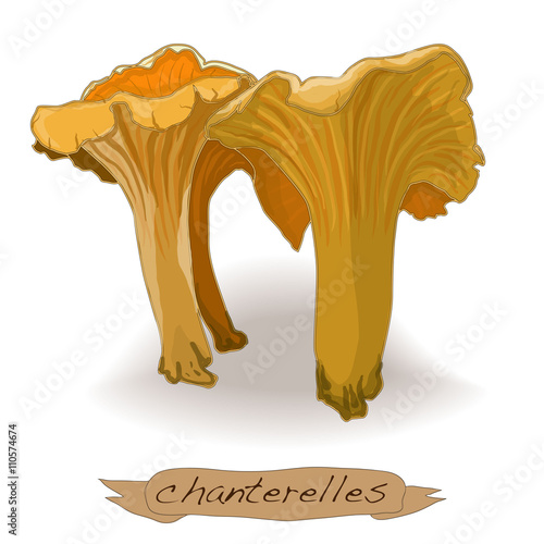 Yellow chanterelle vector isolated