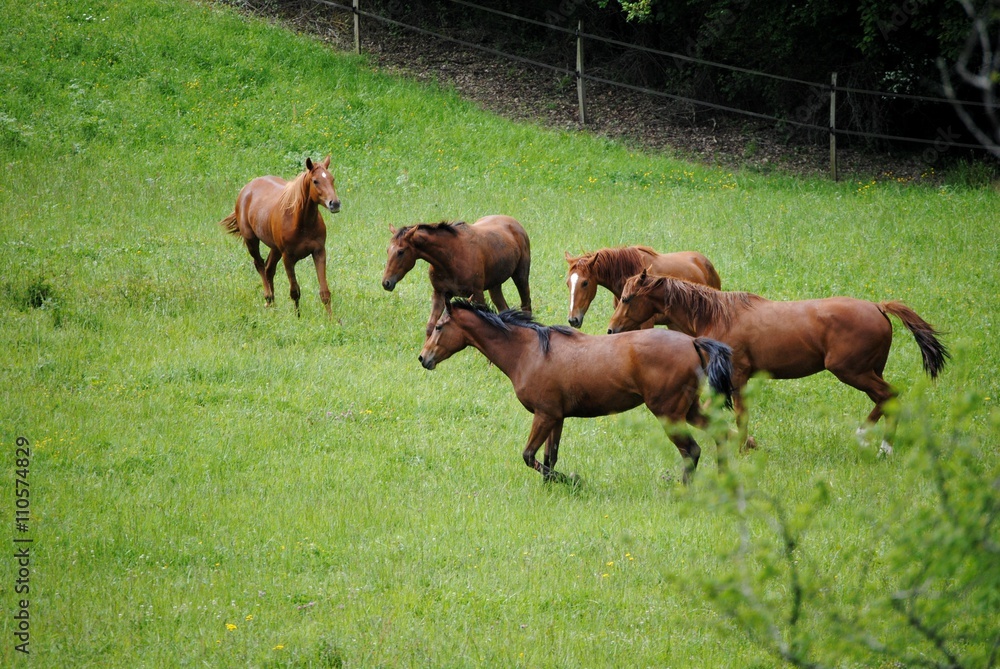 Fototapeta premium Chevaux