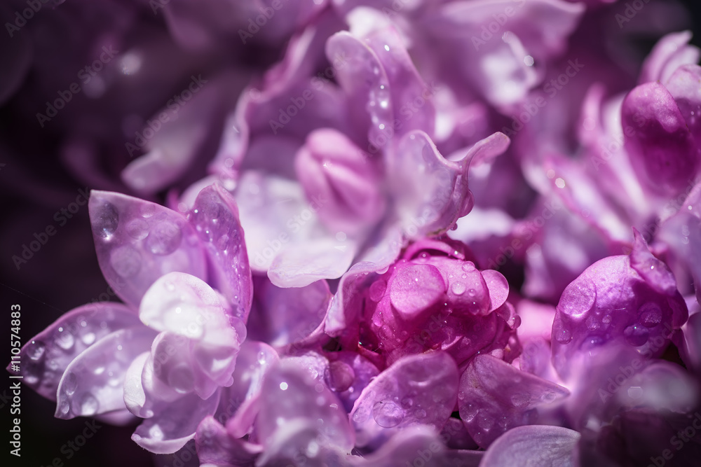 Macro image of spring soft violet lilac flowers with water drops, natural seasonal floral background. Can be used as holiday card with copy space. Macro image of spring soft violet lilac flowers with water drops, natural seasonal floral background. Can be used as holiday card with copy space.