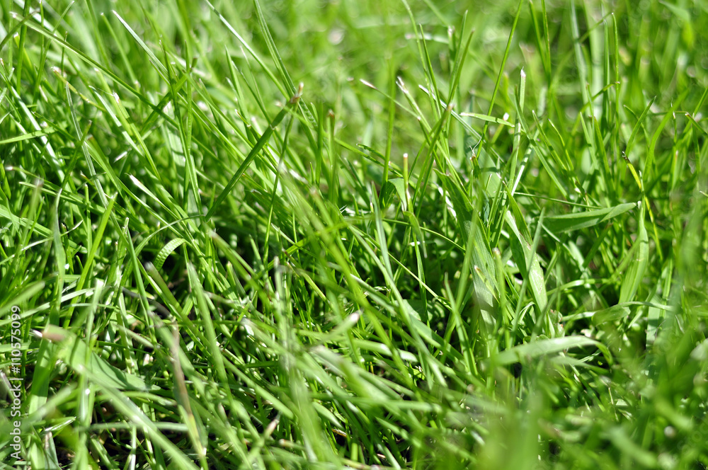 Photo grass, grass background, grass in sunlight, part of the me Photo grass, grass background, grass in sunlight, part of the me
