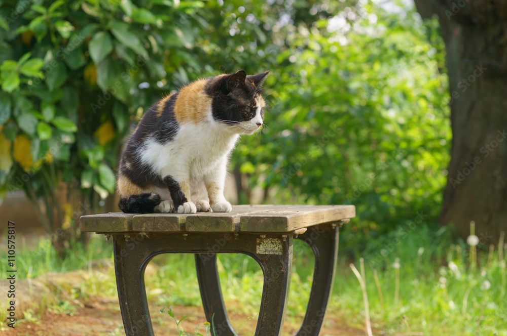 Fototapeta premium 猫