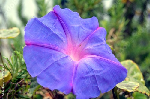 Beautiful flowers of garden in Crèta. photo