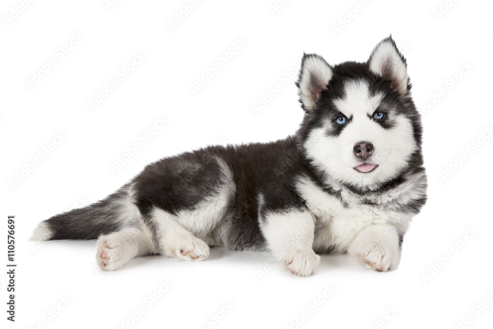 Purebred Siberian Husky puppy isolated on white Purebred Siberian Husky puppy isolated on white