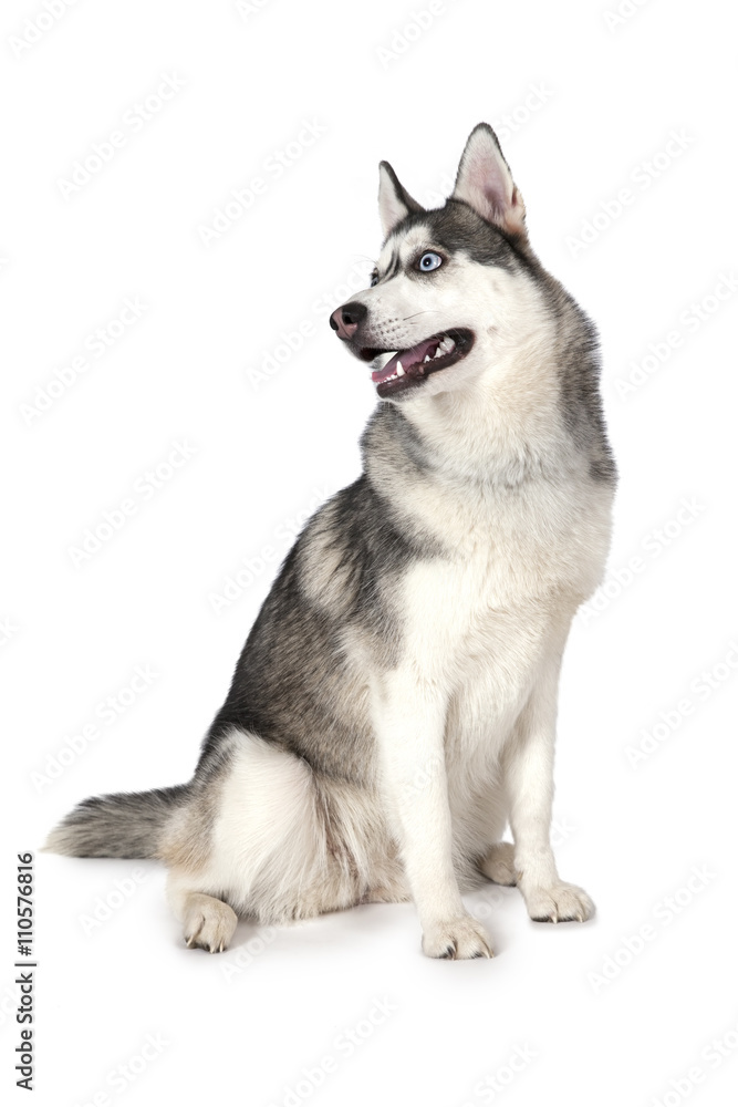 Purebred Siberian Husky dog