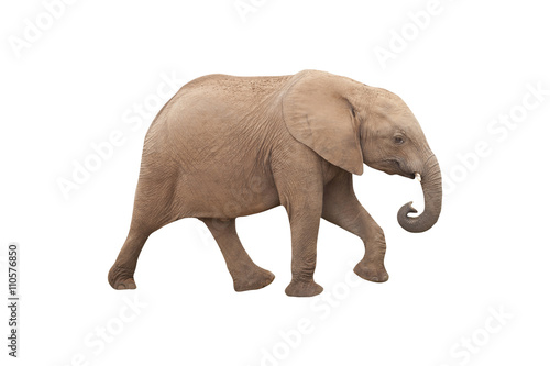 Elephant Isolated on White Background
