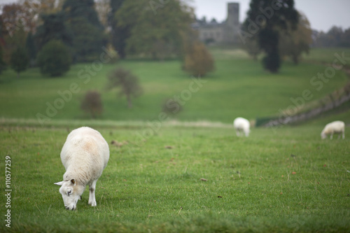 Sheep Grazing in England