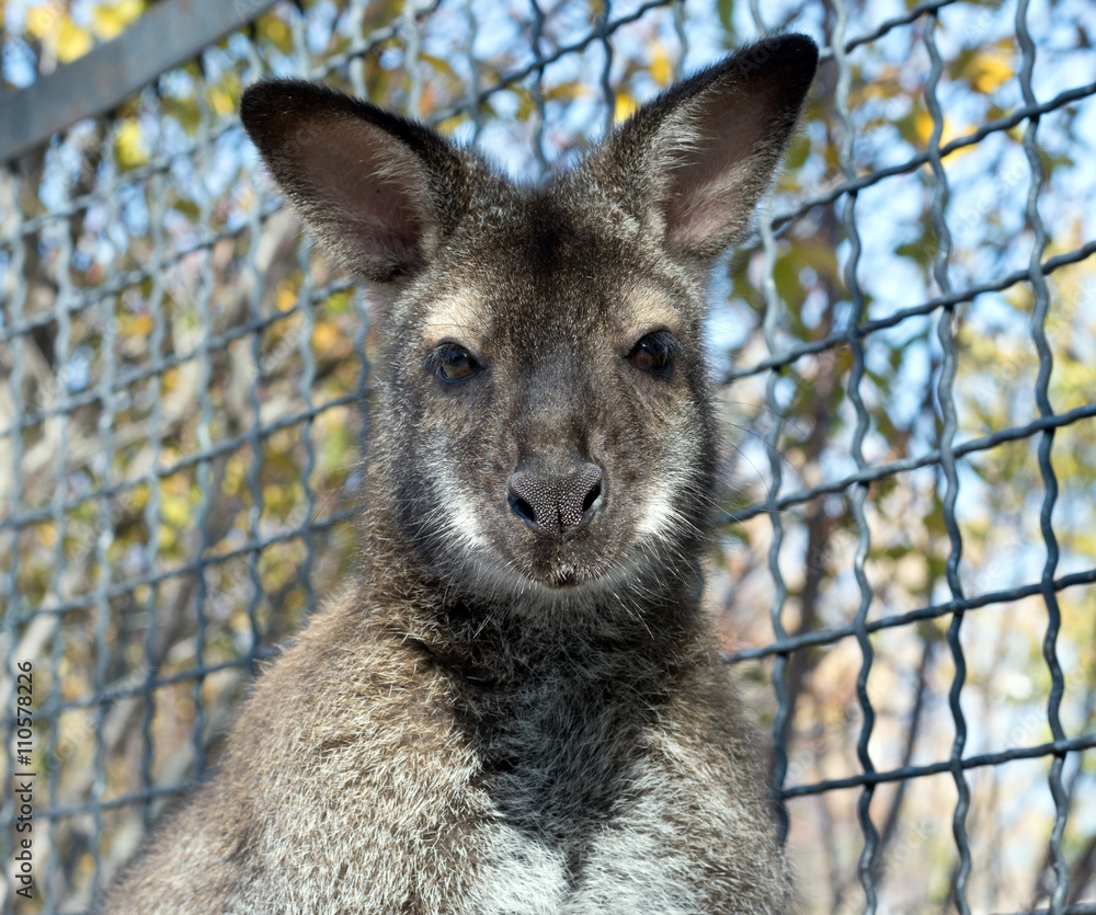 gray kangaroo isolated on a white gray kangaroo isolated on a white