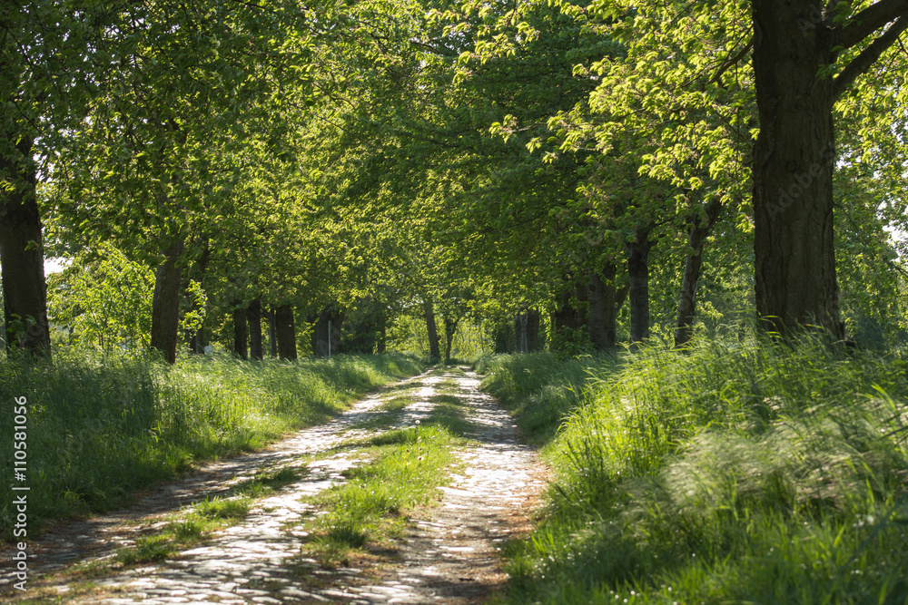 Fototapeta premium Allee