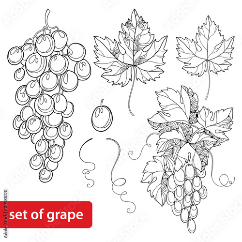 Vector set with ornate bunch of grape and grape leaves in black isolated on white background. Isolated design elements for wine and winery. Fruit objects in contour style for coloring book and decor.