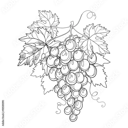 Vector bunch of grape and grape leaves in black isolated on white background. Isolated design elements for wine and winery. Fruit objects in contour style for coloring book and summer decor.