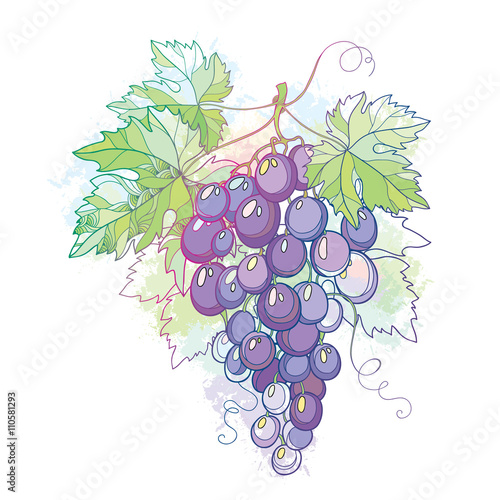 Vector illustration with bunch of grape and grape leaves in pastel on the white background with blots. Design elements for wine and winery. Fruit objects in contour style for summer decor.