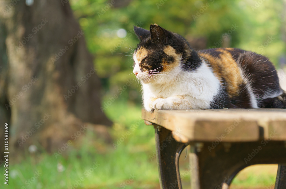 Fototapeta premium 猫