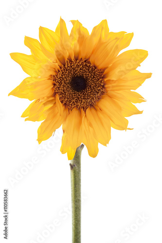 close-up shot of sunflower