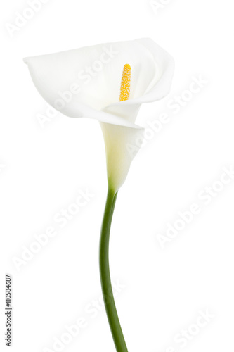 Print op canvas white calla lily