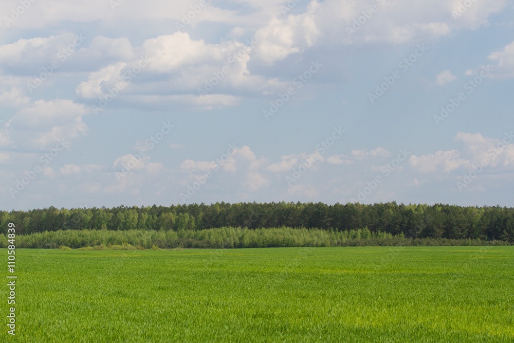 Green color grass texture. Field of wheat sprouts, Ukraine