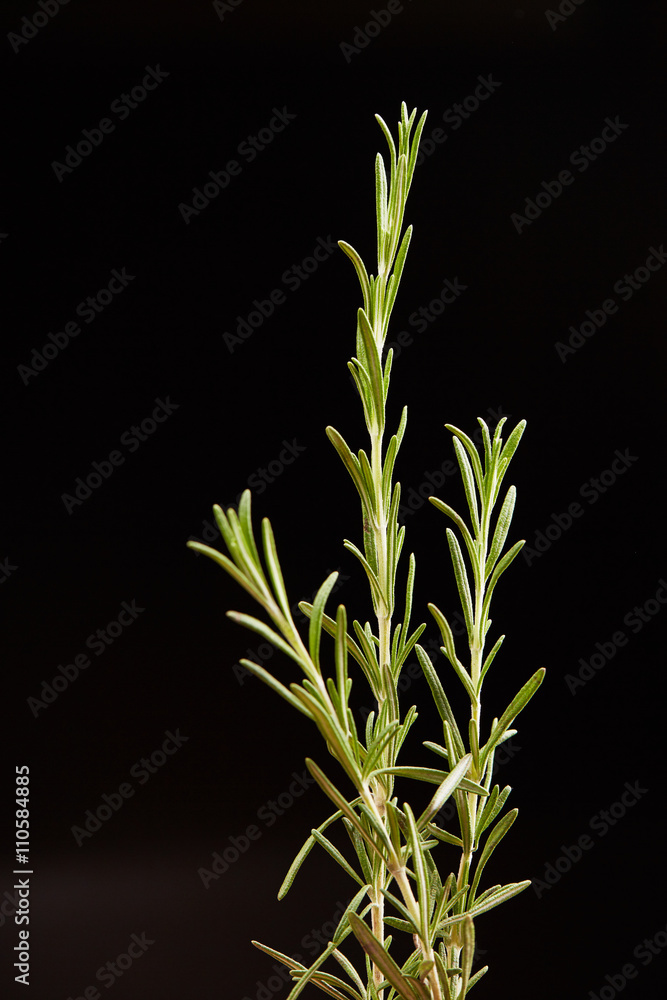 Obraz premium fresh greens