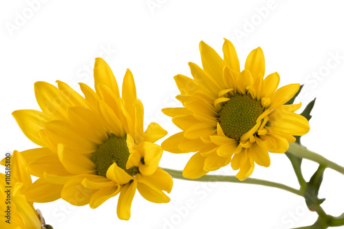 two yellow flowers.
