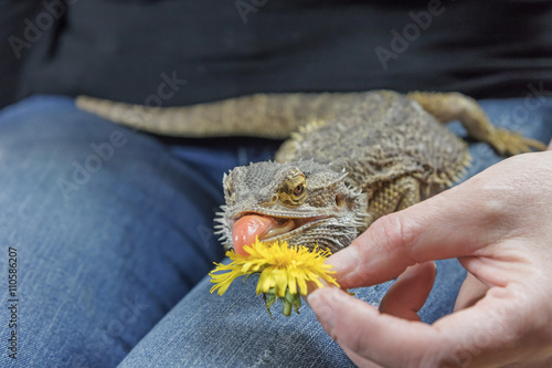  Woman is feeding by yellow dandelion flower the Agama lizard on her lap. The lizard has a protruding tongue.