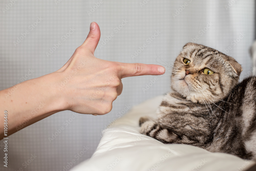 A person in anger pokes the index finger in a frightened cat Scottish Fold,  which is afraid to move Photos | Adobe Stock