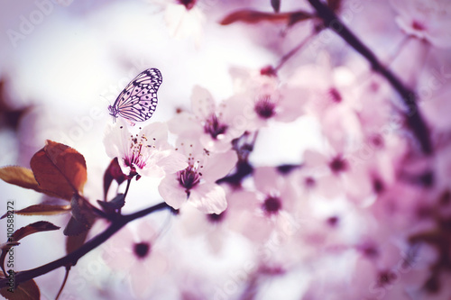 Butterfly sitting on branch in cherry garden © Africa Studio