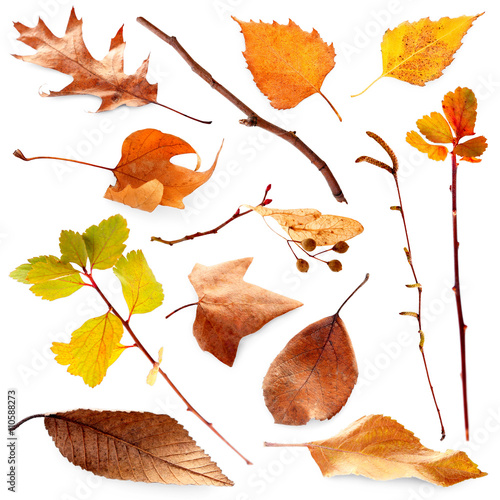 Collection of autumn dried twigs and leaves, isolated on white