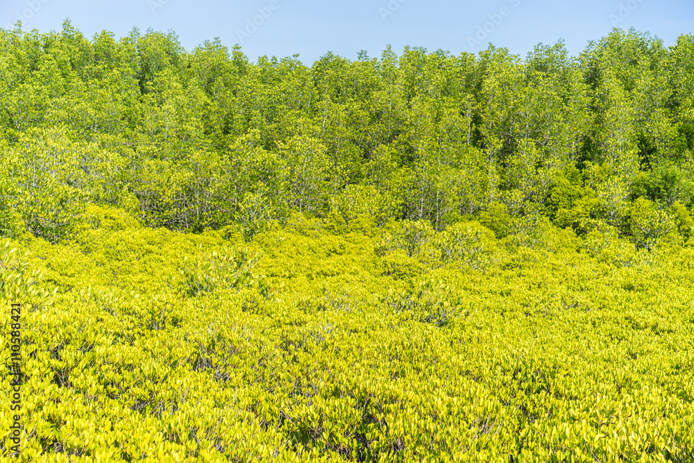 gold vegetation gold vegetation