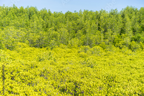 Fototapeta Naklejka Na Ścianę i Meble -  gold vegetation