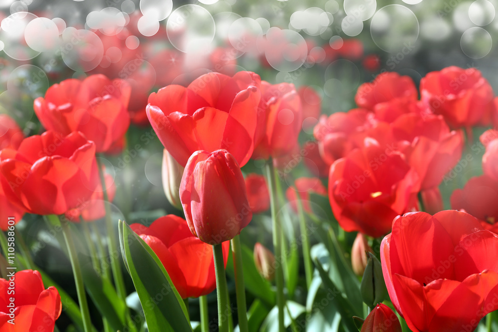 Beautiful flowers on meadow with bokeh Beautiful flowers on meadow with bokeh