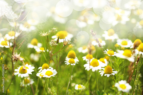 Fototapeta Naklejka Na Ścianę i Meble -  Beautiful flowers on meadow with bokeh