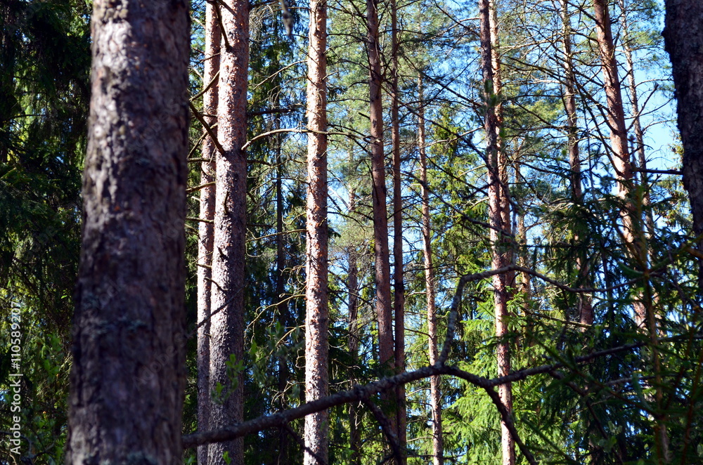 Obraz premium finnish forest landscape